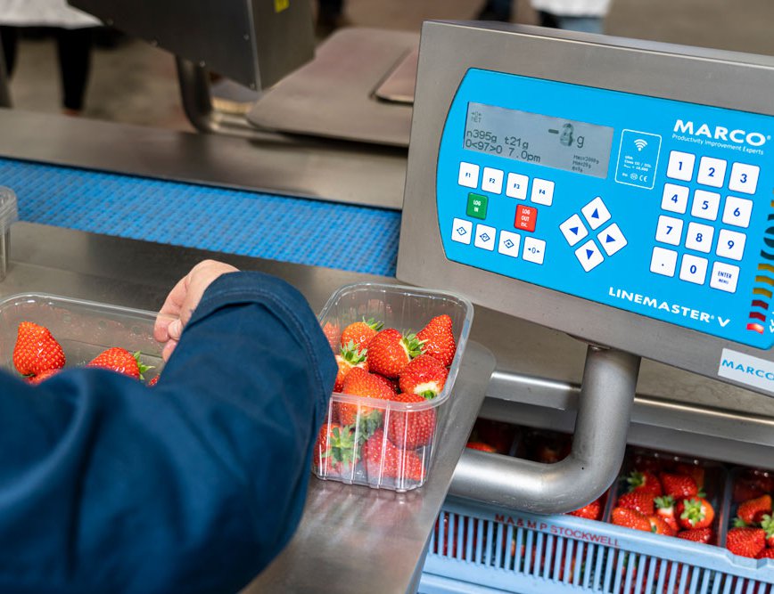 Strawberries are carefully graded and weighed before being packed into punnets