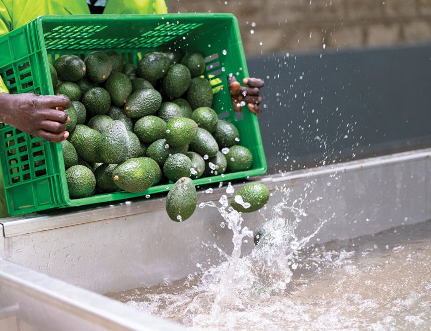Avocados are washed after being picked