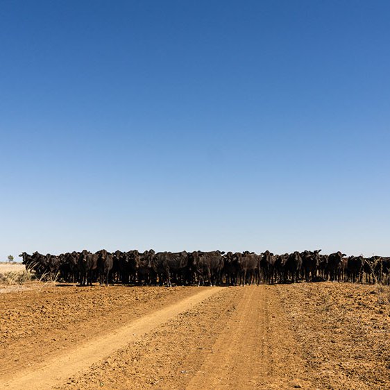 Cattle are supervised by highly trained stockmen and women (who move the animals around the facilities on low motorbikes and horseback)