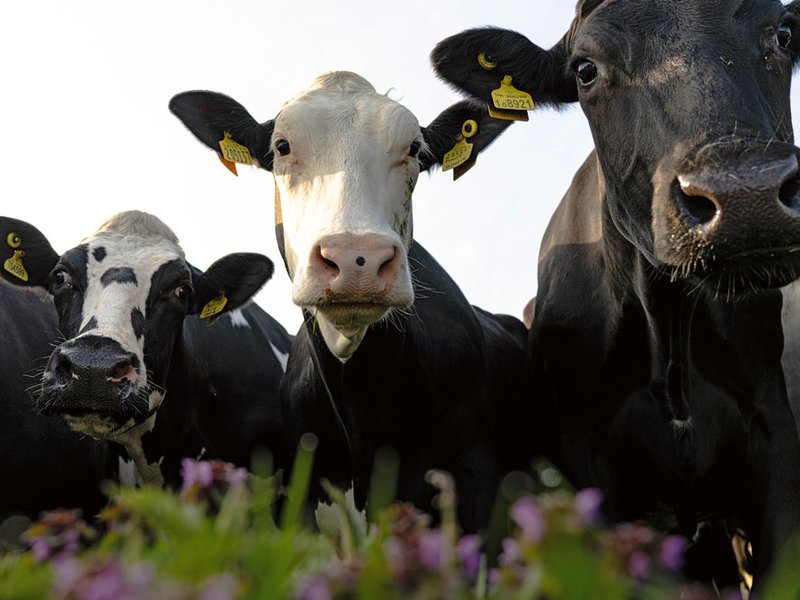 The company lies in the heart of Cheshire | Happy cows produce the best-quality milk | George and Mike Heler | Joseph Heler