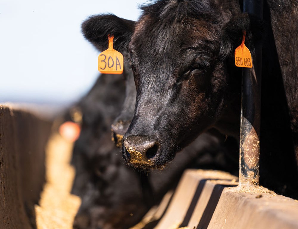 Wagyu and Angus cattle are grain fed for anything from 100 to more than 300 days at Stanbroke’s feedlot – this ensures excellent marbling