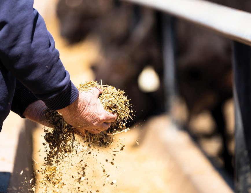 Stanbroke grows and mills it s own grain feed