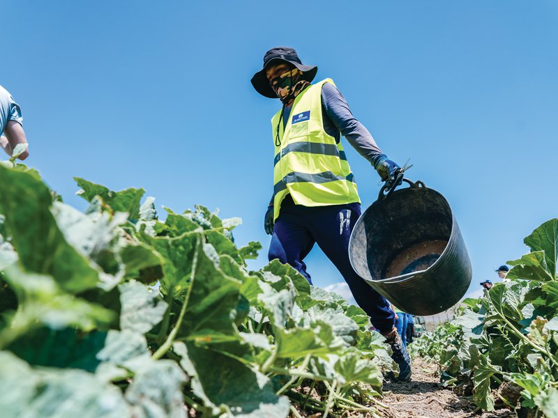 Field workers harvest melons using artisanal methods