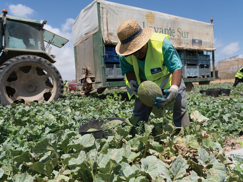 Field workers harvest melons using artisanal methods