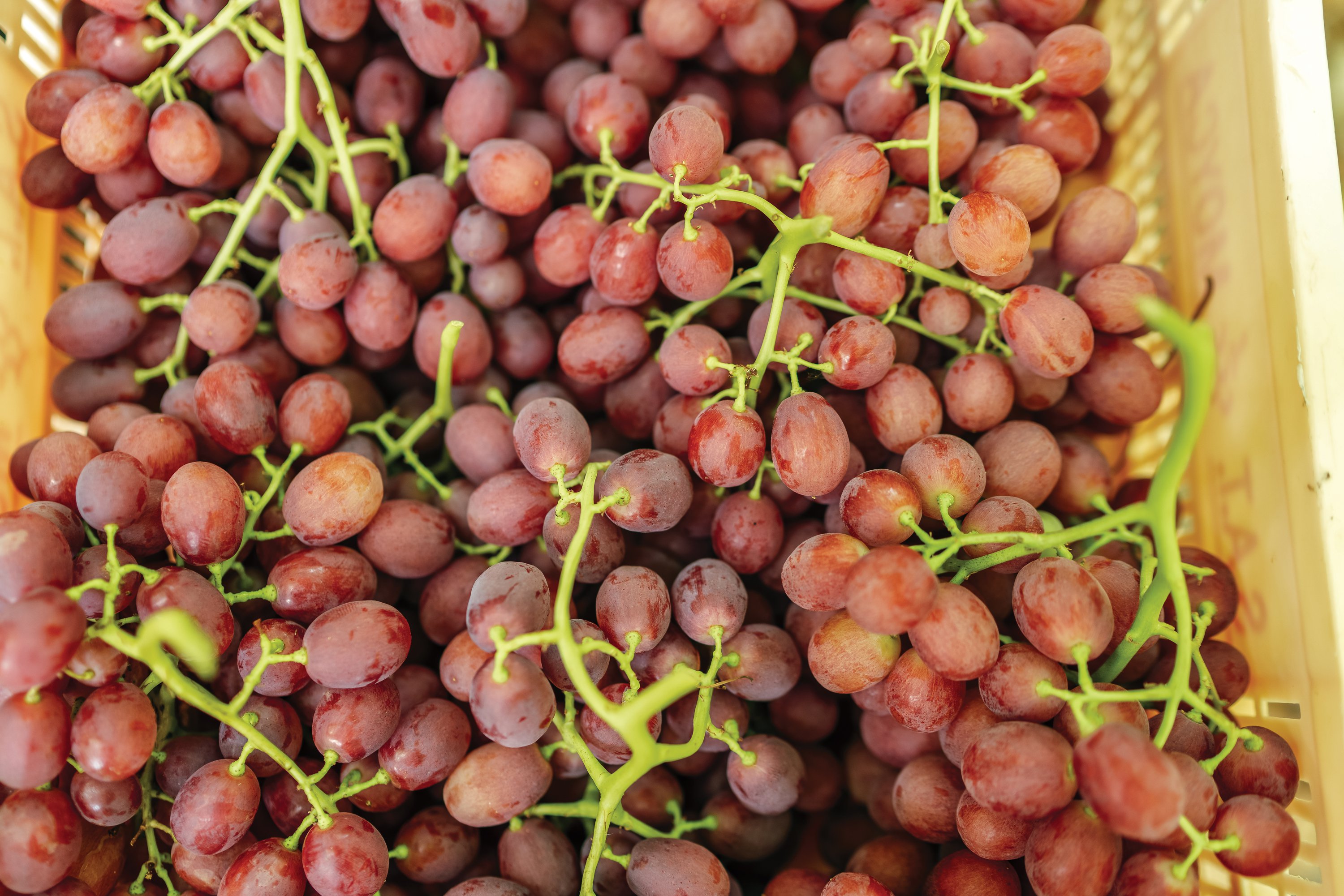 Growing nature’s candy with Moyca