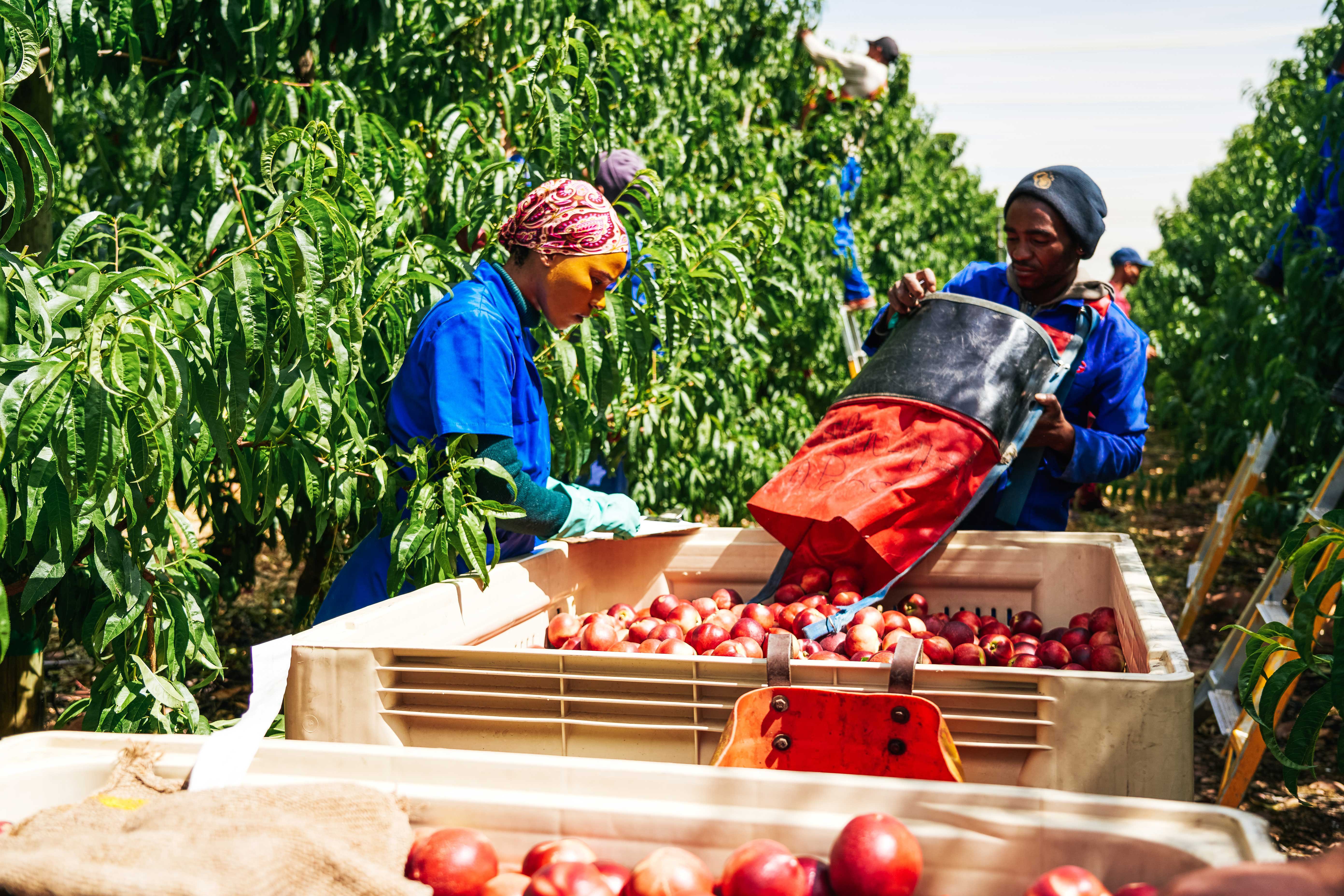 Meet the producers: Delecta, the fruit growers