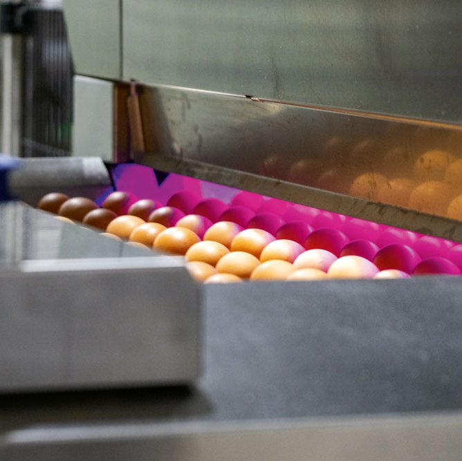 Each egg undergoes 22 quality checks