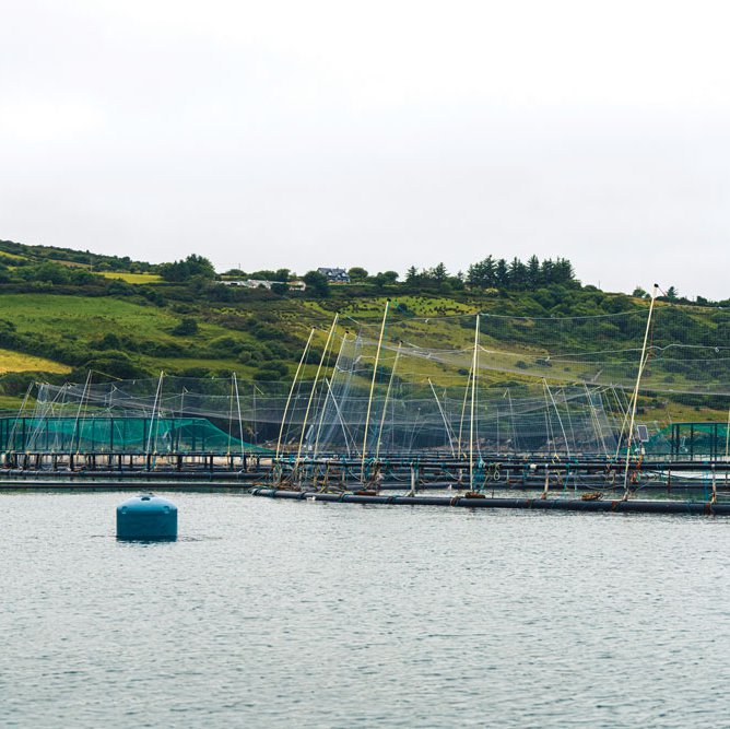The salmon pens at sea are large with plenty of room for the fish to grow and develop;