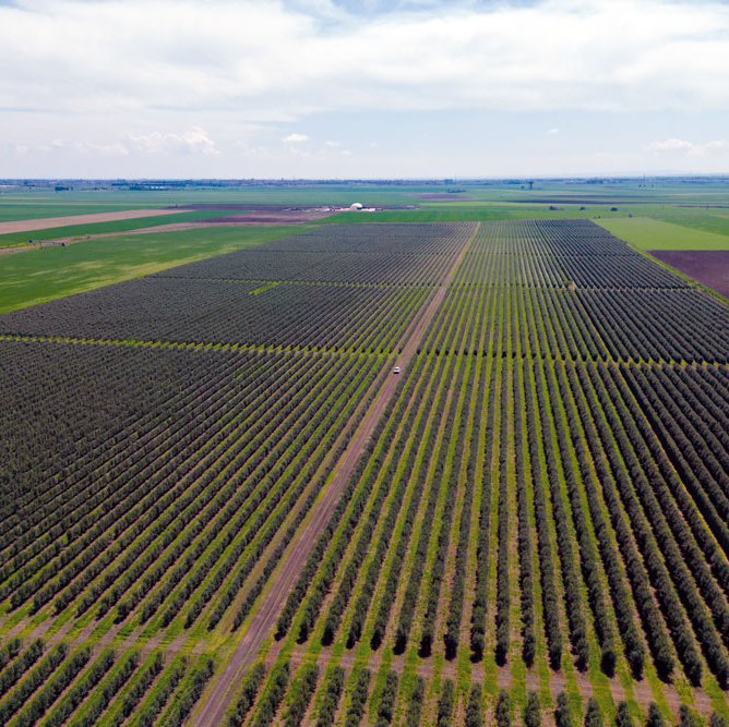 Fruit of the family tree