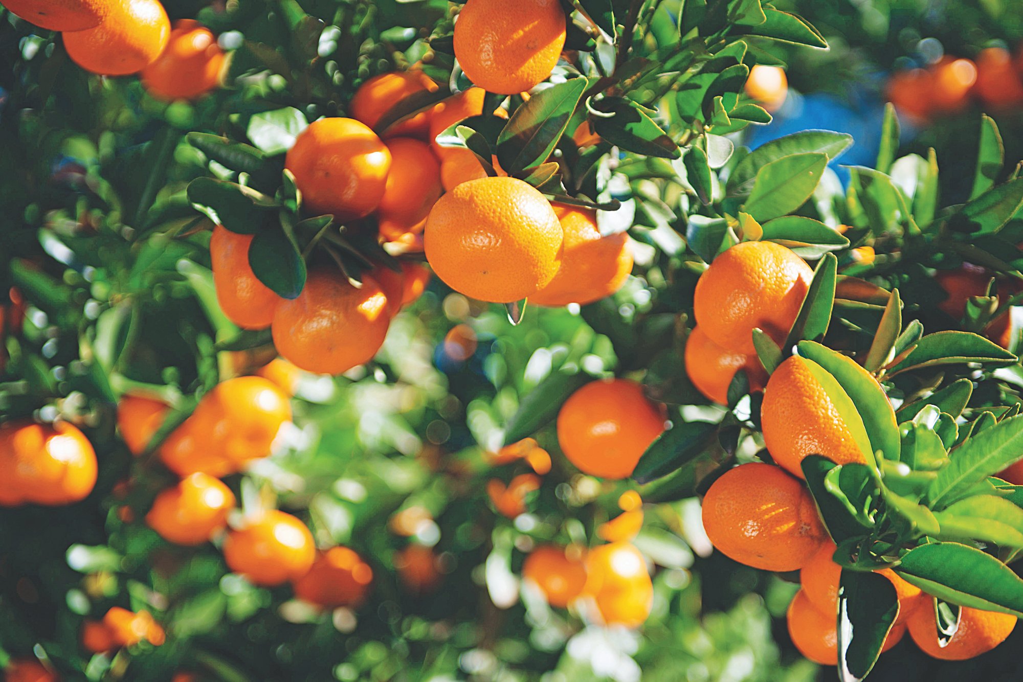 Gold standards in the citrus world