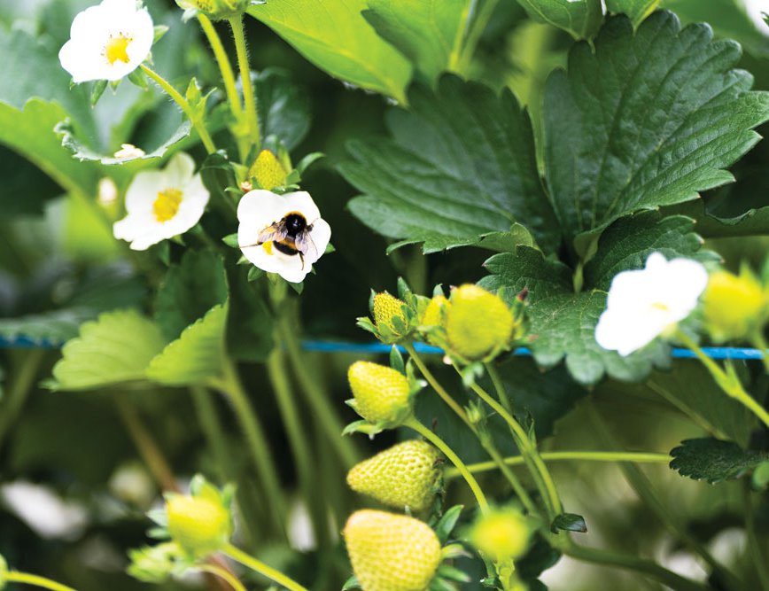 Bumblebees and honey bees are introduced in Hall Hunter's greenhouses to pollinate strawberry flowers