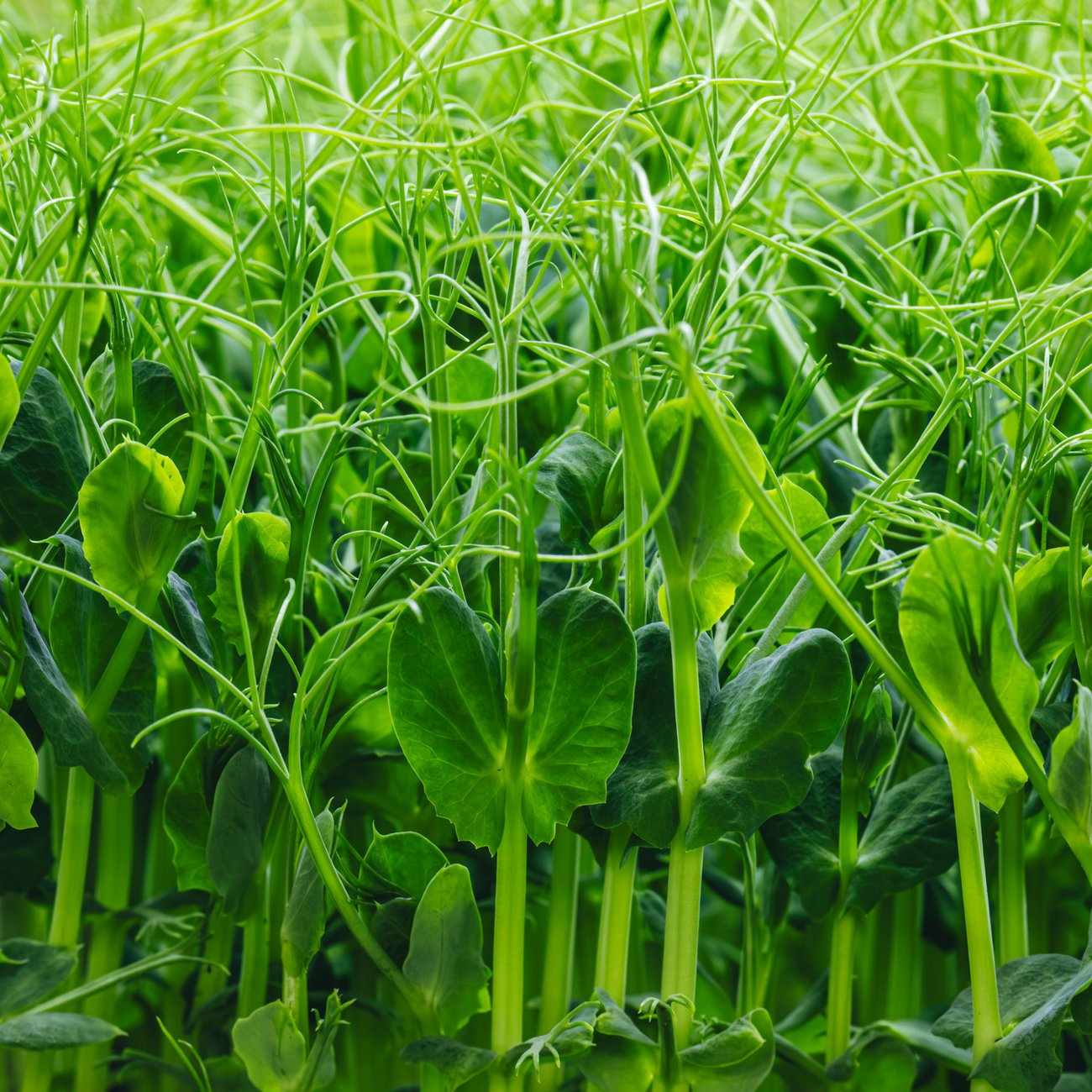 Tender and crunchy Tendril Pea shoots have a fresh, delicate and sweet flavour