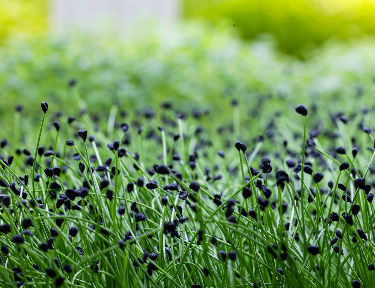Garlic chives