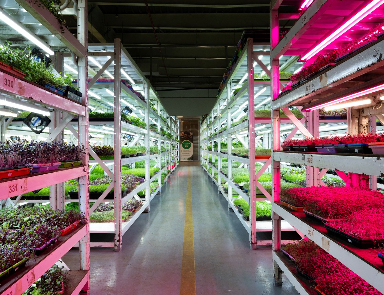 The plants follow a circadian rhythm with 12 hours of light followed by 12 hours of darkness