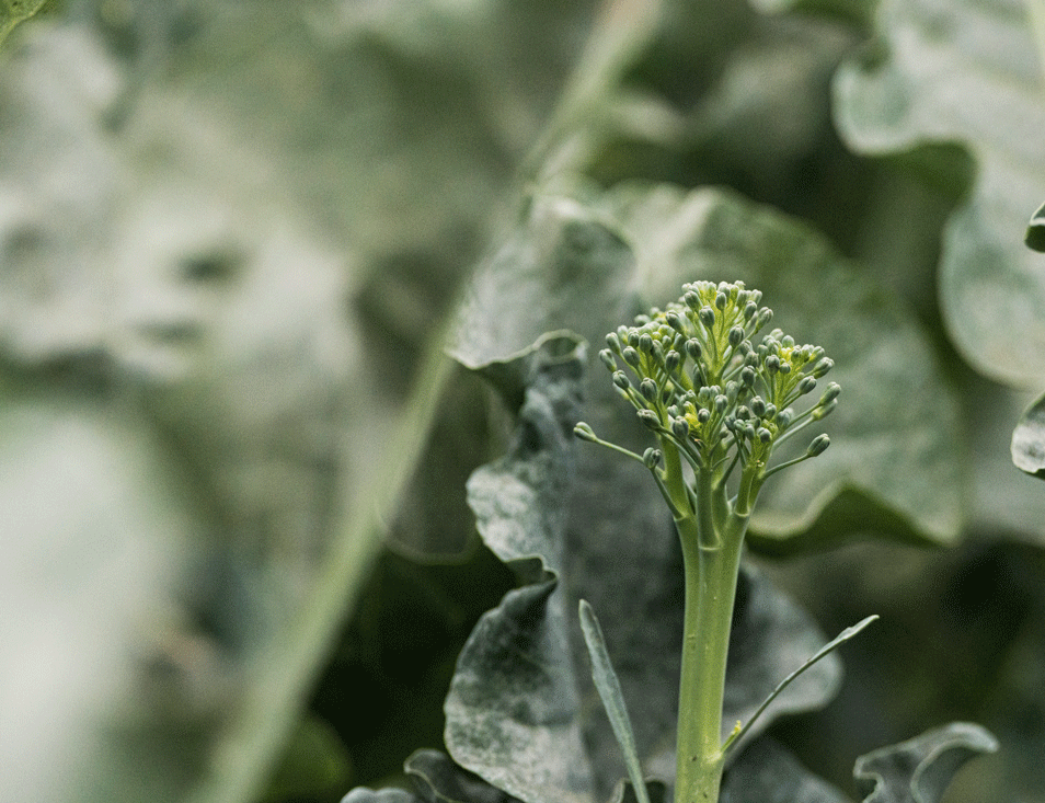 Tenderstem broccoli is a relatively easy vegetable to cultivate