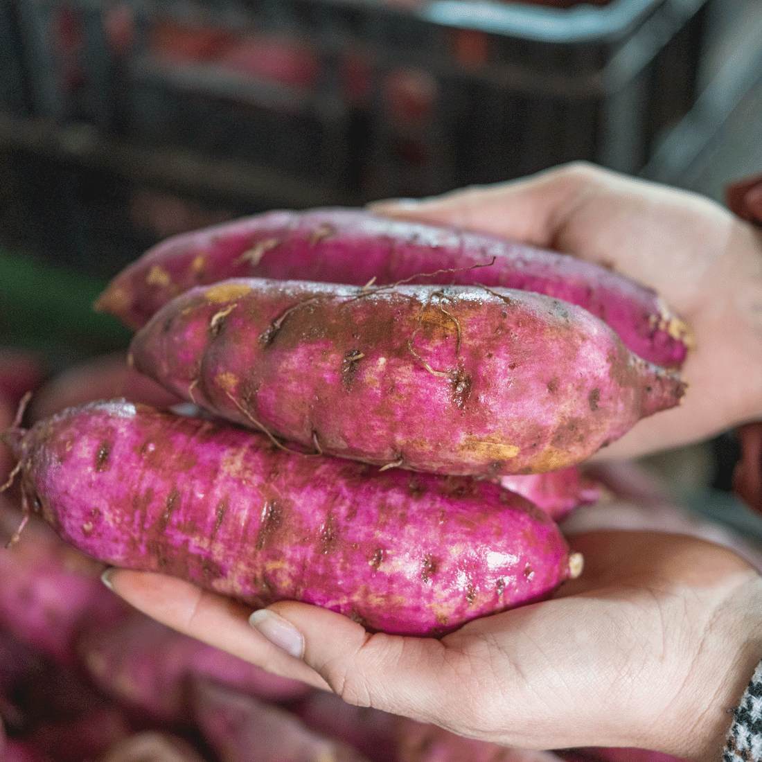 Sweet potatoes from Willem’s farm