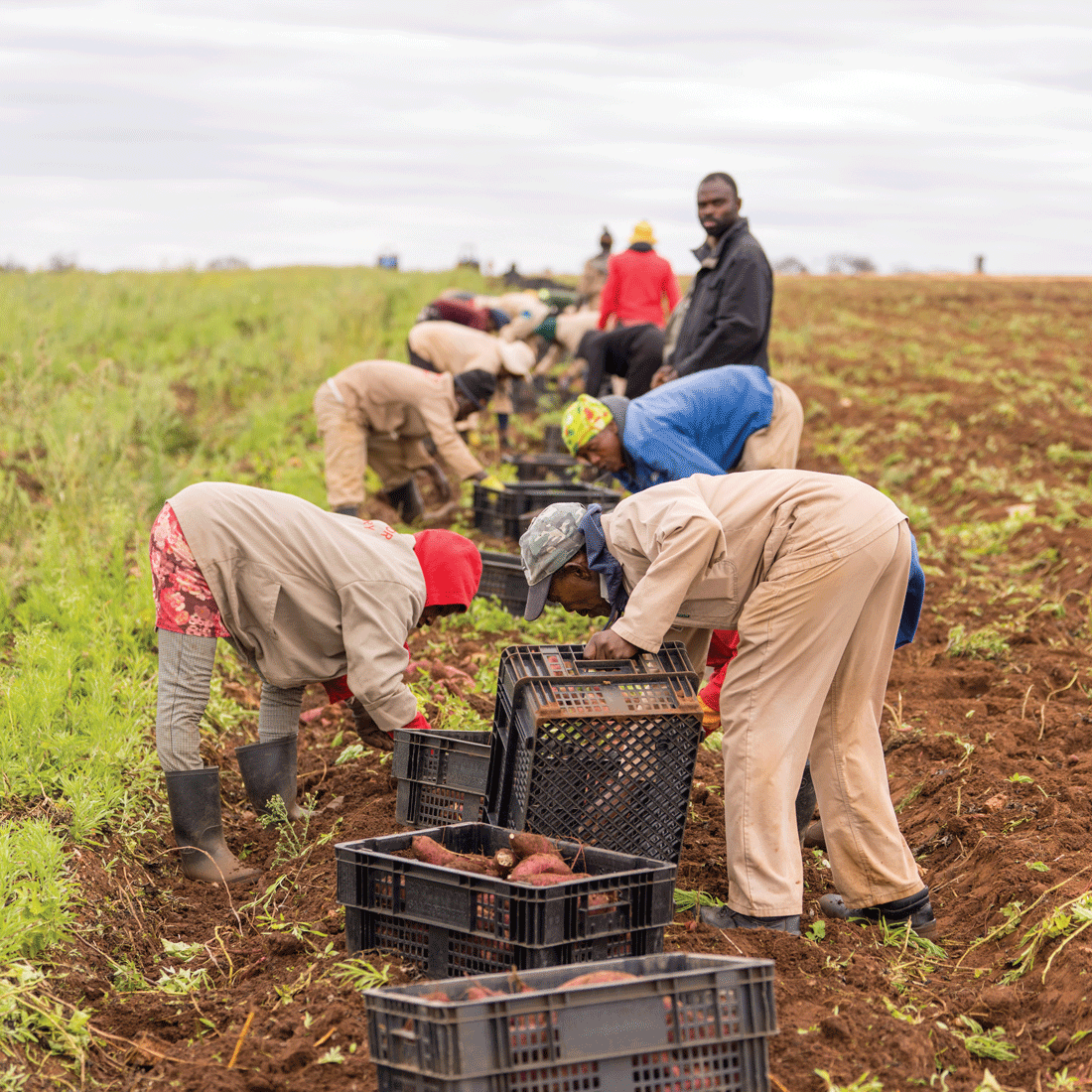 Harvesting sweet potatoes is labour intensive