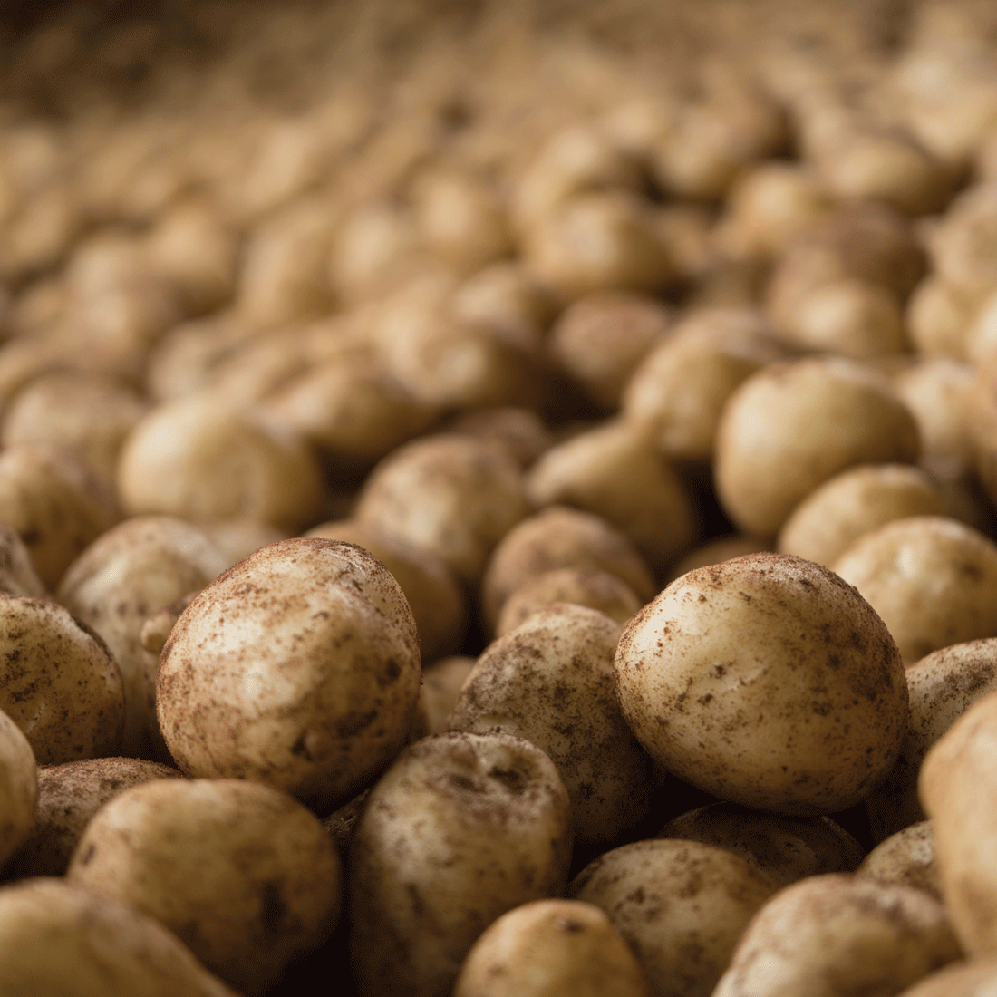 Freshly harvested potatoes