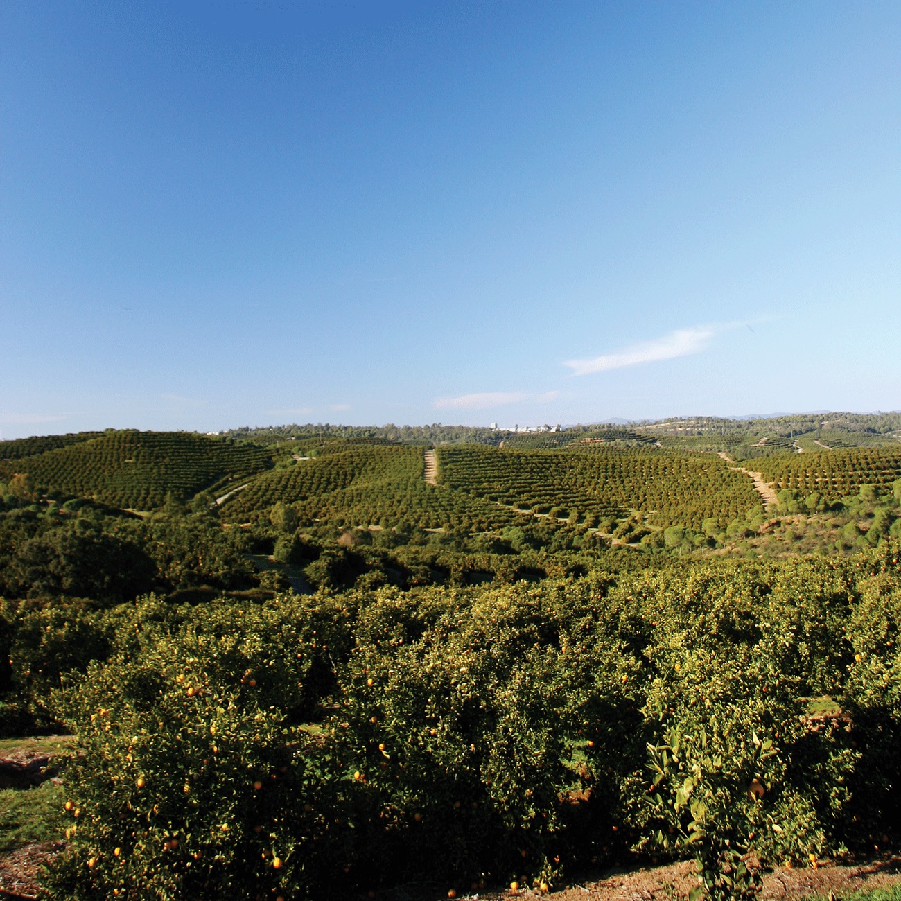 Organic orchards cover approximately 2,000 hectares of land in Huelva province