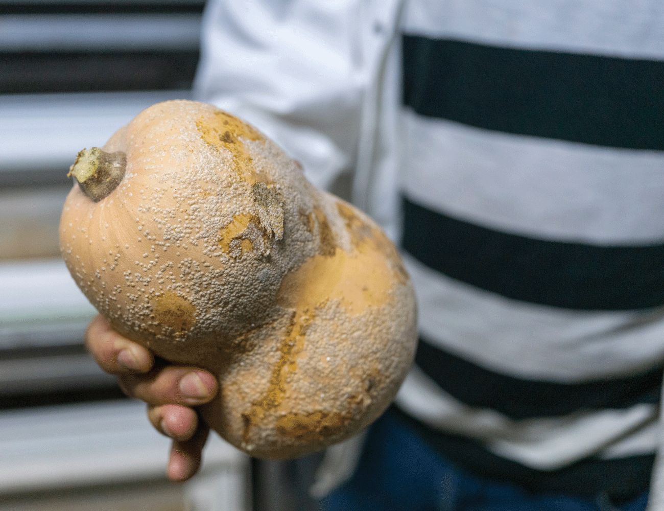 Pumpkins are used to cultivate beneficial insects in the insectarium