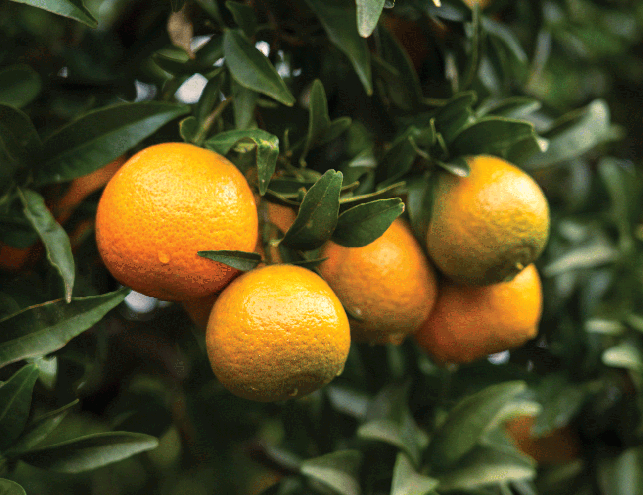 Although their yields are smaller than conventional farming, growing citrus in the hills translates to more flavour