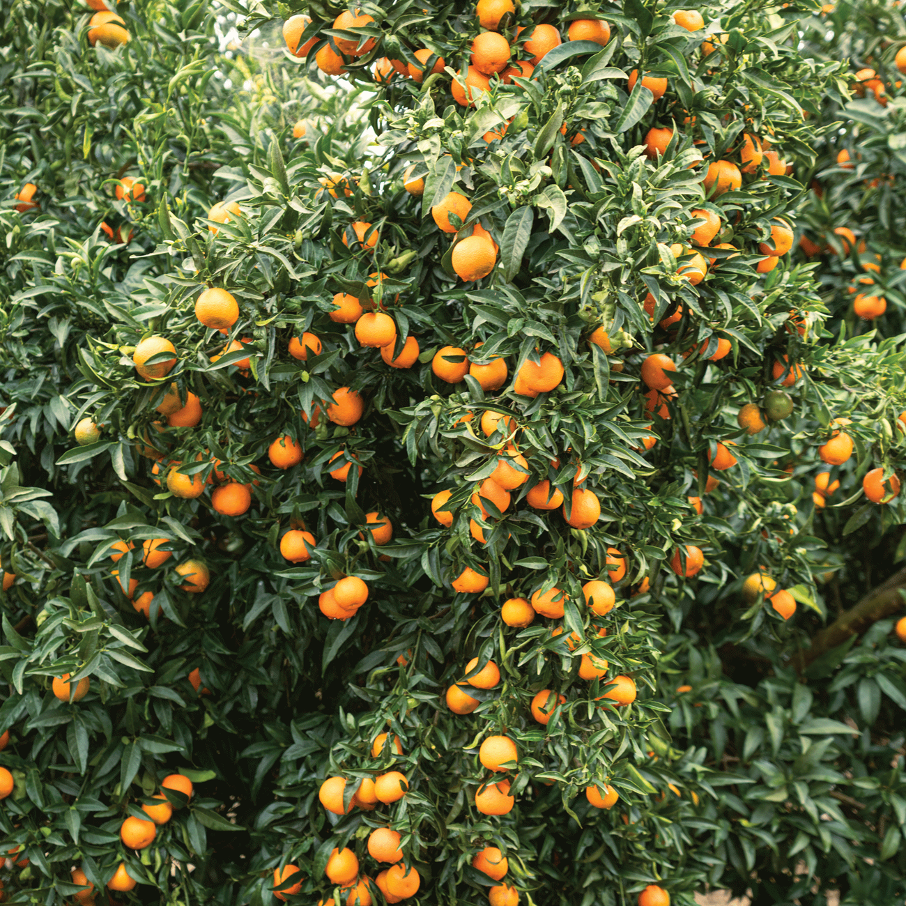 Fruit are left to mature on trees for as long as possible