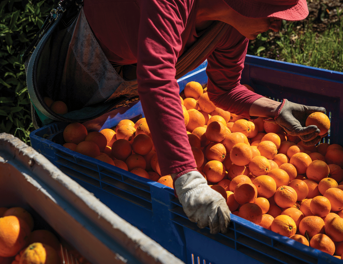 Organic citrus reaches Dubai within 72 hours of being harvested