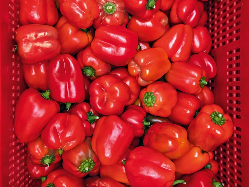 Joseph Makhlouf, farm manager and capsicum grower at Elite Agro | Freshly harvested capsicums