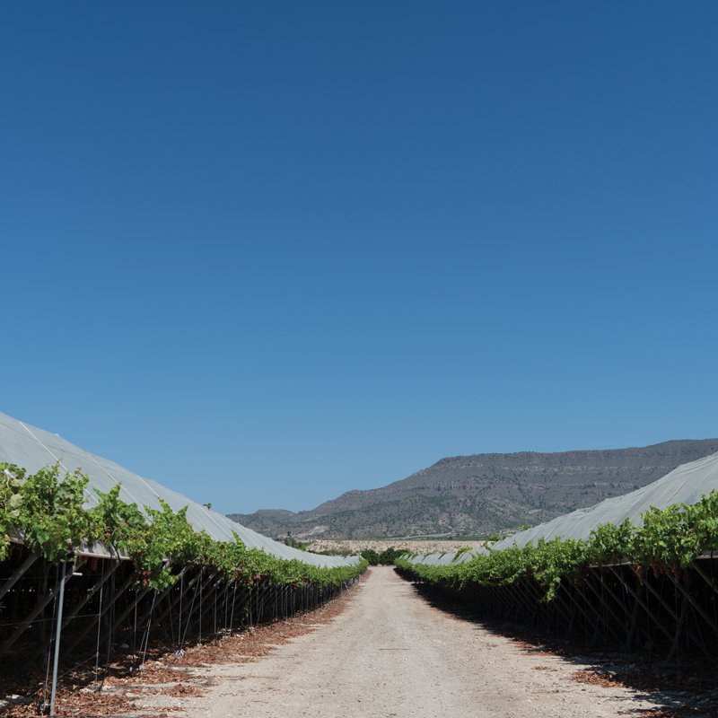 Grapes are grown under nets to protect them from the elements