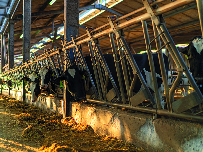 Mevgal supplies us with our full-fat and fat-free authentic Greek yoghurt; sunrise at one of Mevgal’s partner dairy farms | Konstantin Chatzakos – CEO of Mevgal |  The company works with select dairy farmers who put animal welfare first and feed their cows a nutrient-rich diet to ensure quality milk