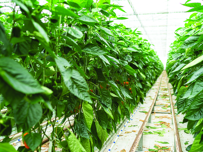 Capsicums slowly change from green to orange during the growing period │ Sweet Palermo peppers  │  Palermo peppers │ Matt Simon, head of growing