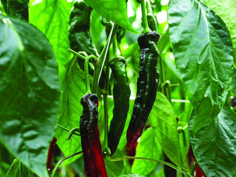 Capsicums slowly change from green to orange during the growing period │ Sweet Palermo peppers  │  Palermo peppers │ Matt Simon, head of growing