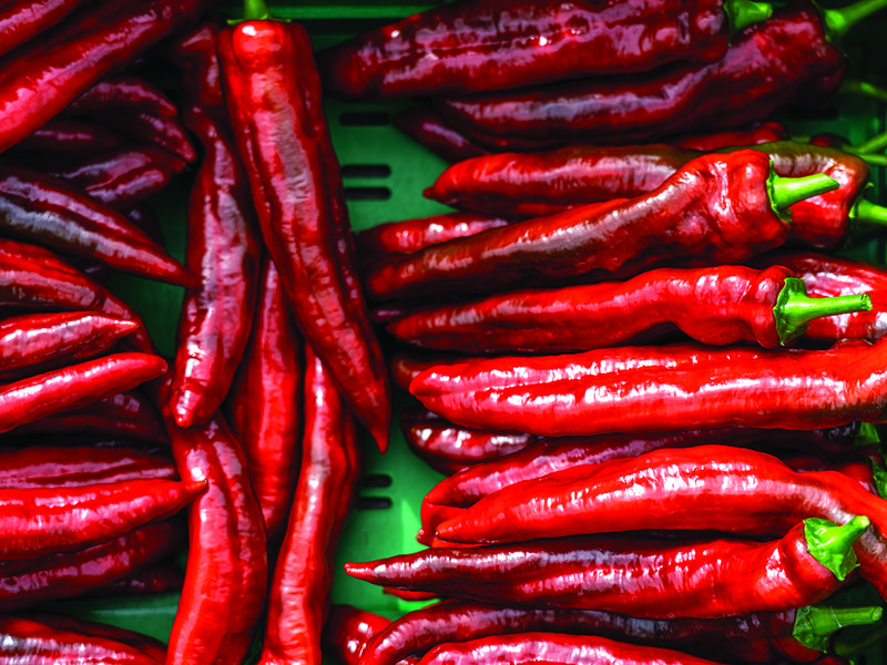 Capsicums slowly change from green to orange during the growing period │ Sweet Palermo peppers  │  Palermo peppers │ Matt Simon, head of growing