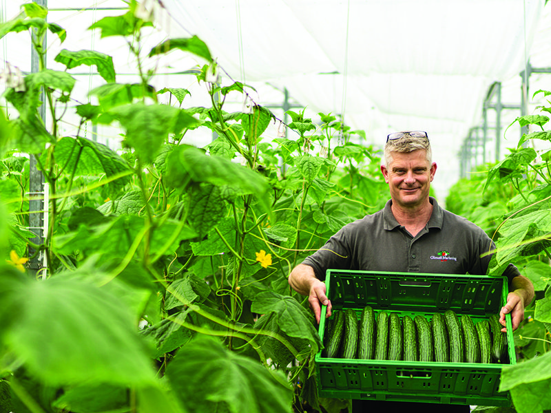 Capsicums slowly change from green to orange during the growing period │ Sweet Palermo peppers  │  Palermo peppers │ Matt Simon, head of growing