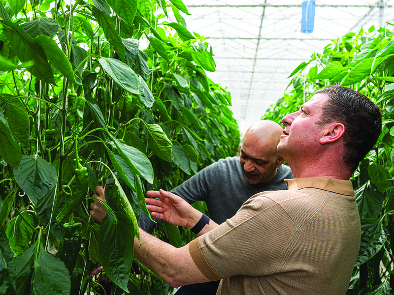 Glinwell’s glasshouses cover 100 acres spread across five sites in England │Joe and Sam inspecting the crop │ Bumblebees are used for pollinating capsicums │ Cucumbers are protected from pests by ‘good bugs’ such as mites and wasps.