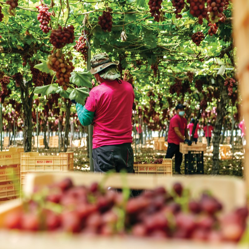 All grapes are handpicked and trimmed before being sent to pack houses