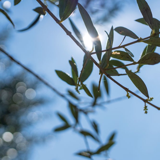 Ladybirds are welcome visitors at the Basso family’s organic olive farms, where they protect the trees from harmful insects