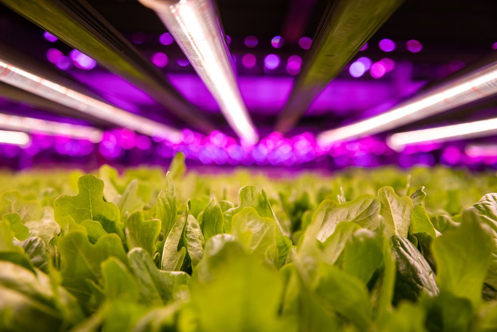 The future of farming - Spinneys UAE