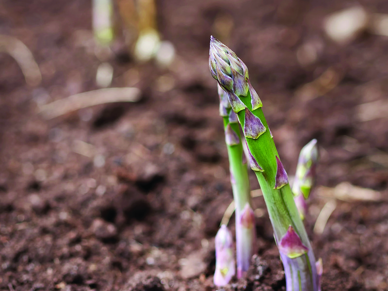 Asparagus tips emerging from the soil │  Look out for Wye Valley rhubarb at Spinneys  │ The official start date for growing asparagus is 23 April │ Chris Chinn also grows blueberries at Cobrey Farms
