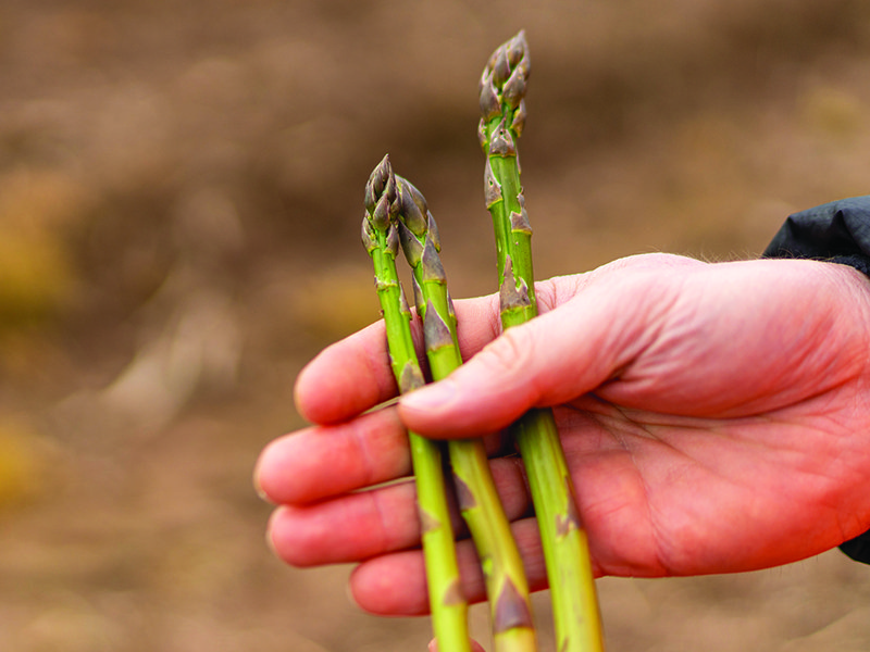 Asparagus tips emerging from the soil │  Look out for Wye Valley rhubarb at Spinneys  │ The official start date for growing asparagus is 23 April │ Chris Chinn also grows blueberries at Cobrey Farms