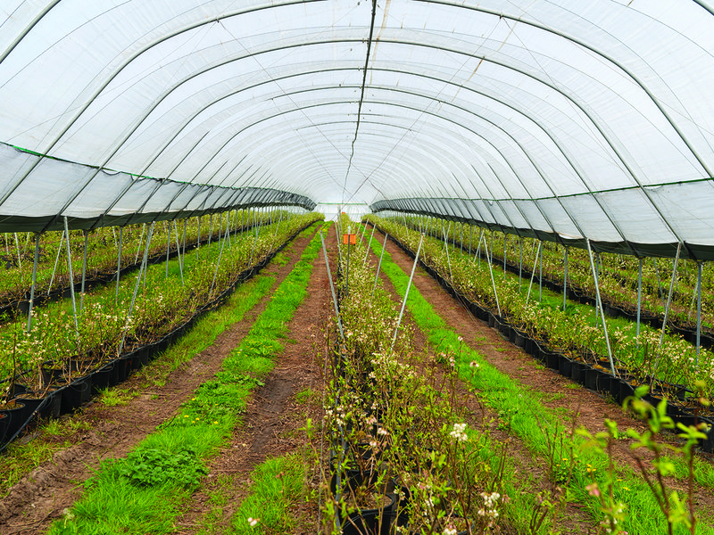 Asparagus tips emerging from the soil │  Look out for Wye Valley rhubarb at Spinneys  │ The official start date for growing asparagus is 23 April │ Chris Chinn also grows blueberries at Cobrey Farms