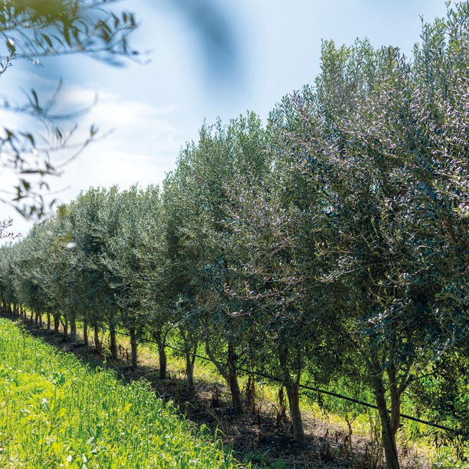 Olive trees are planted close together to make pruning and harvesting easier