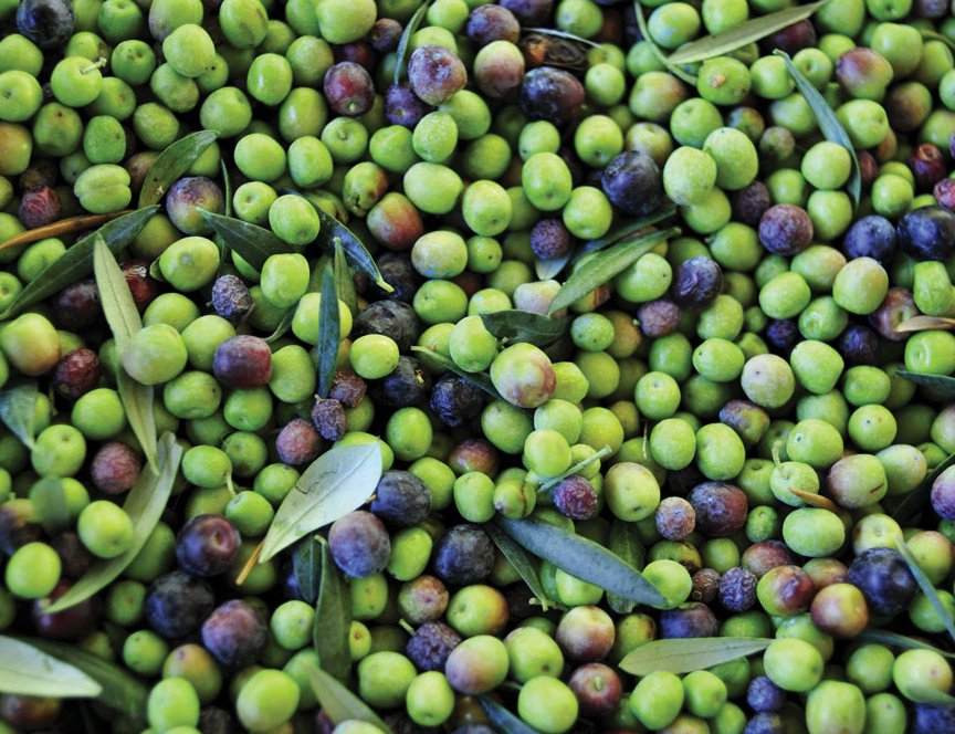 All olive suppliers have to operate within strict parameters set by the company