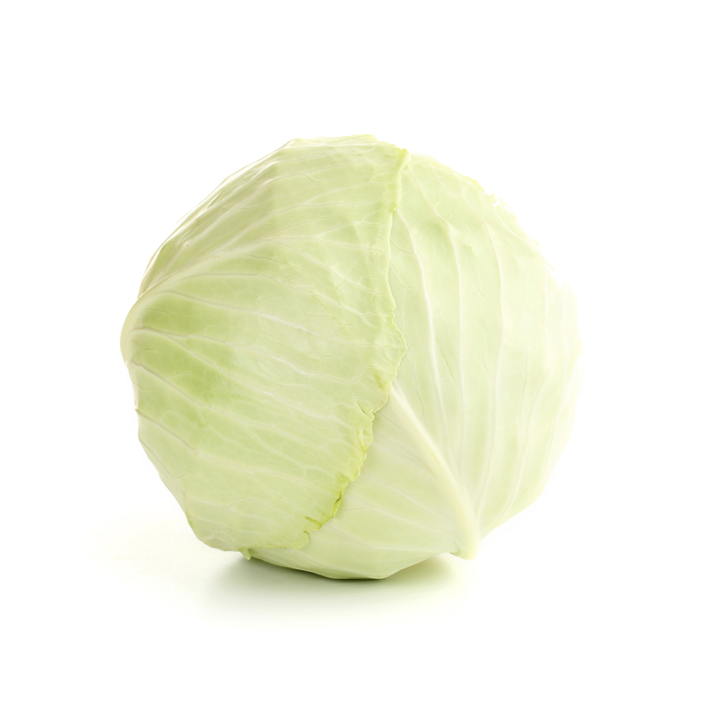 White Cabbage Holland