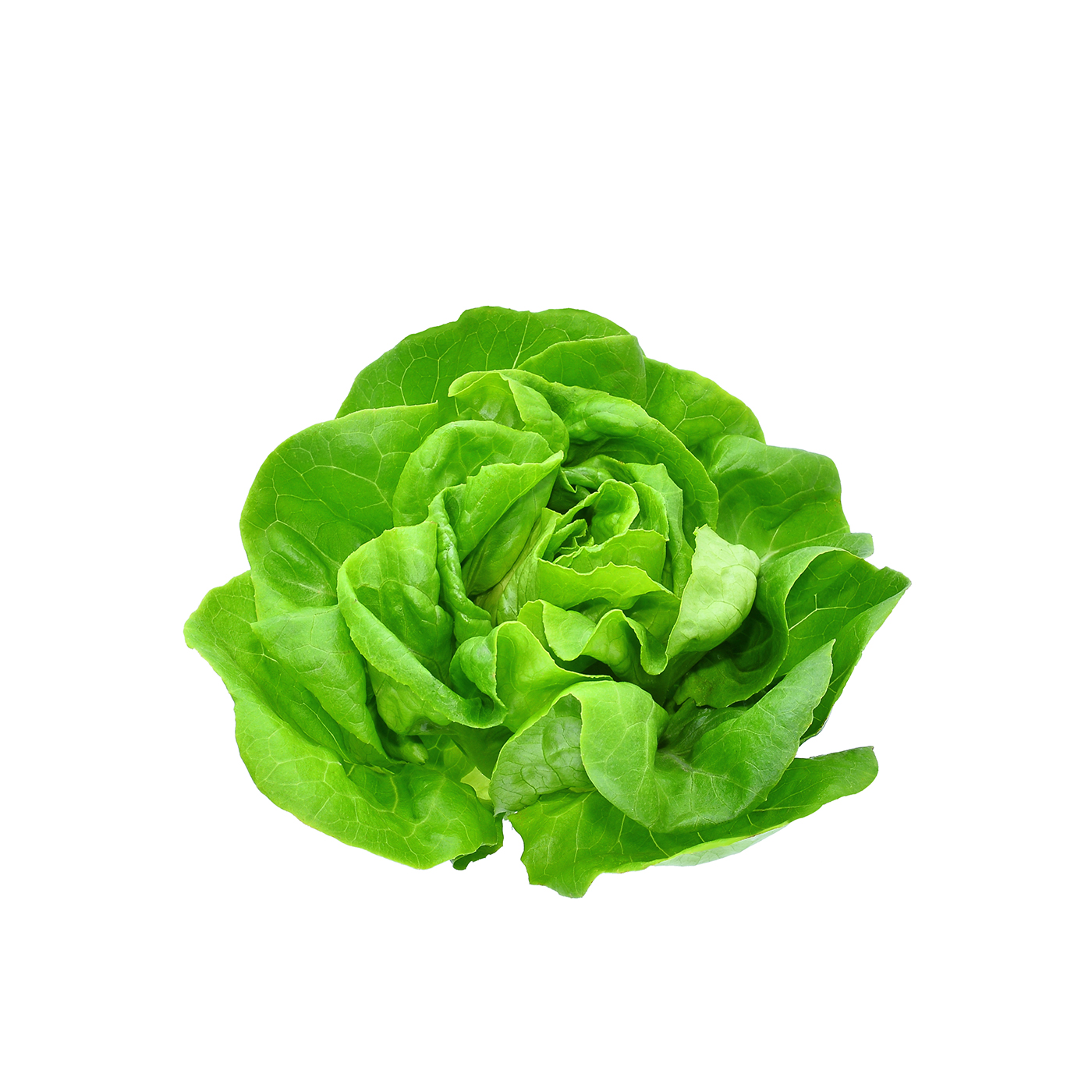 Boston Lettuce