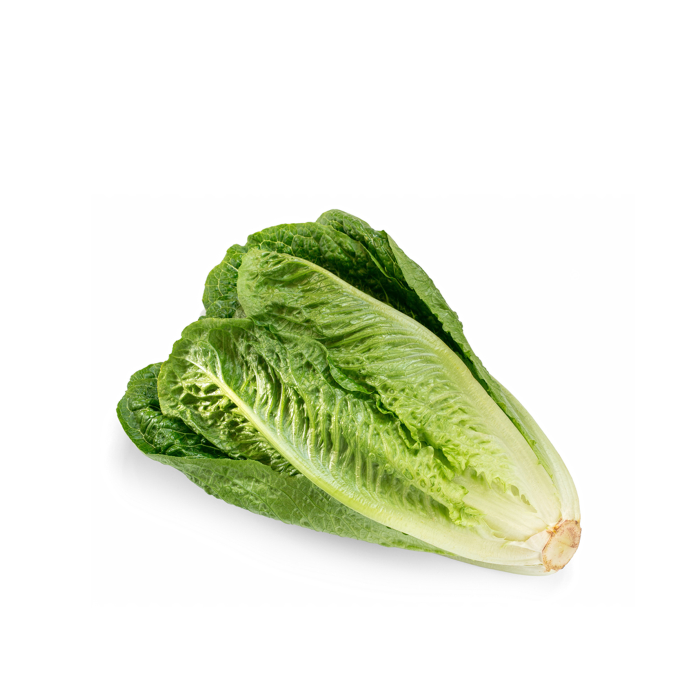 Lettuce Romaine UAE