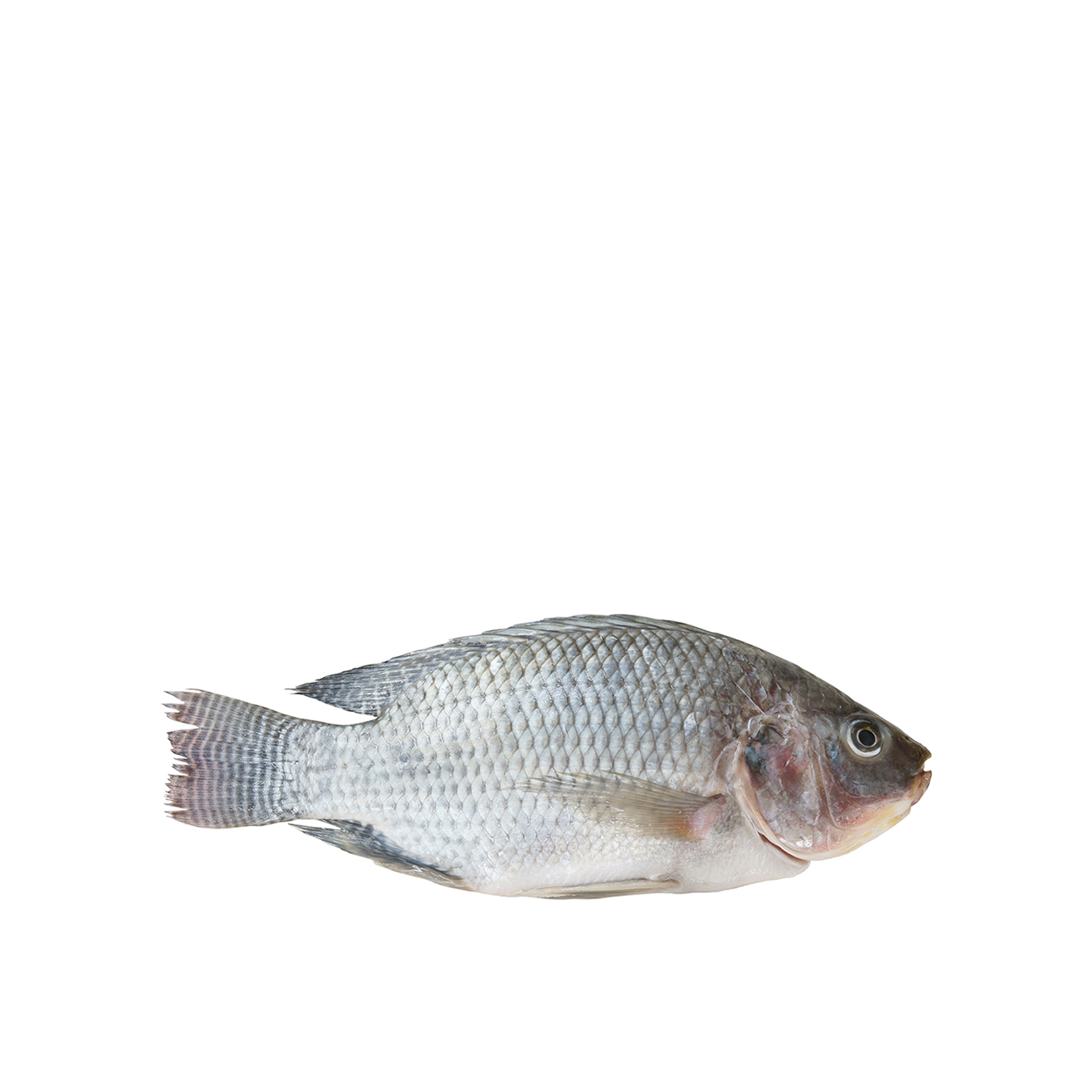 Spinneysfood Whole Fresh UAE Tilapia Fish
