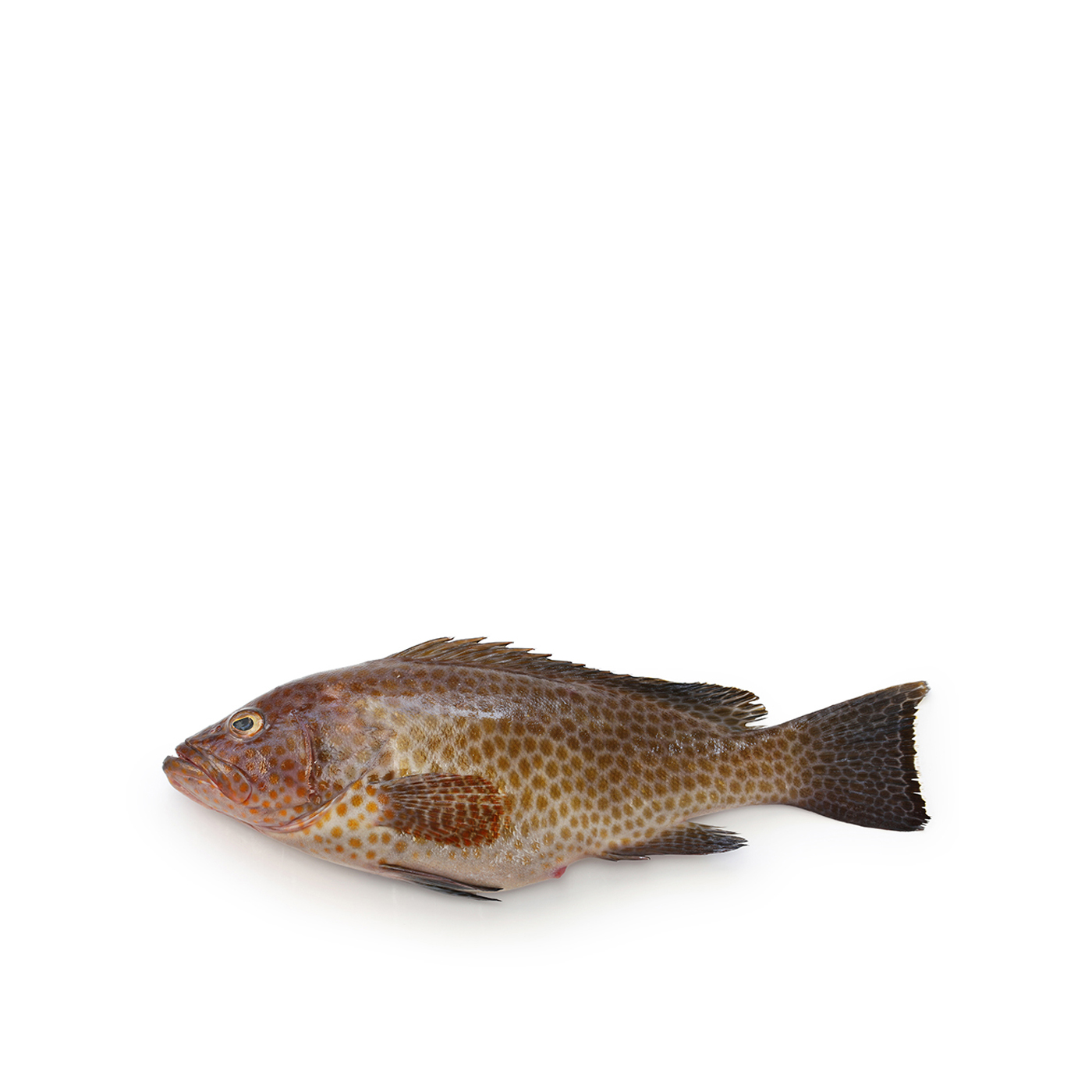 Spinneysfood Fresh UAE Whole Hamour