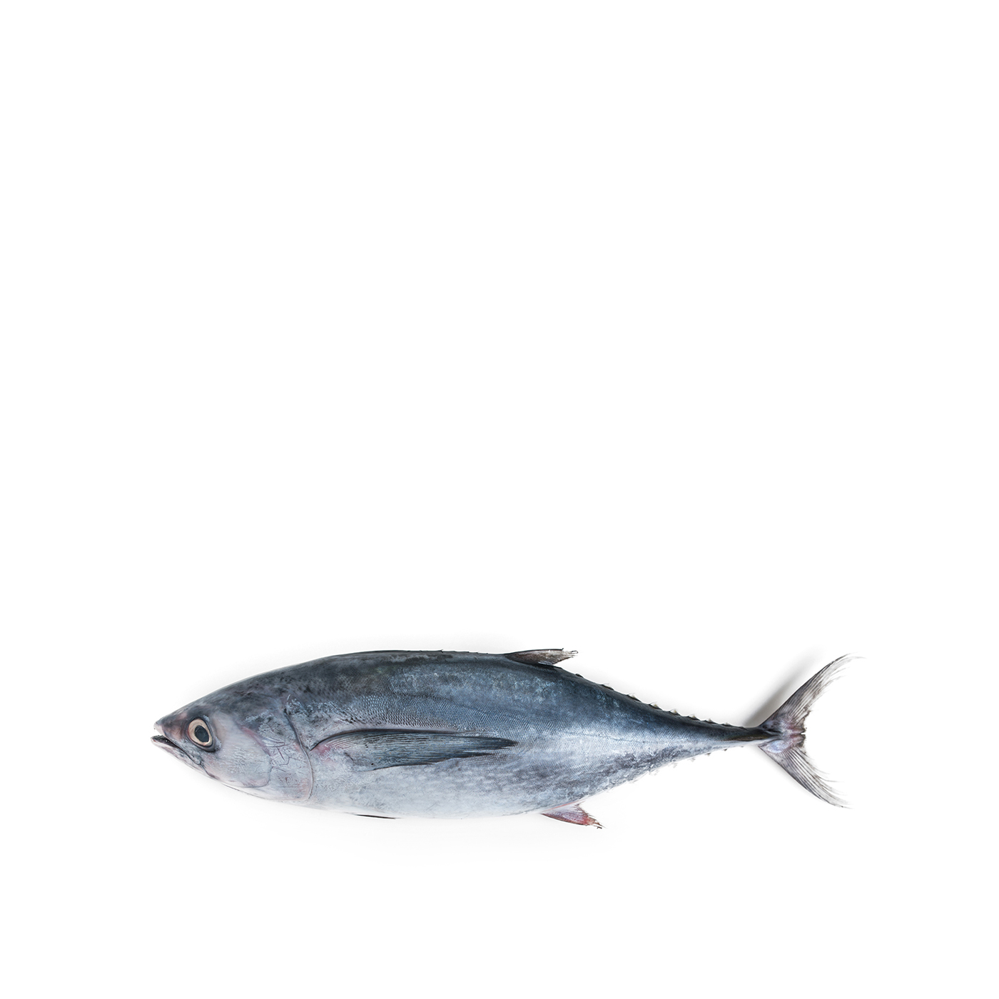 UAE Long Tail Tuna