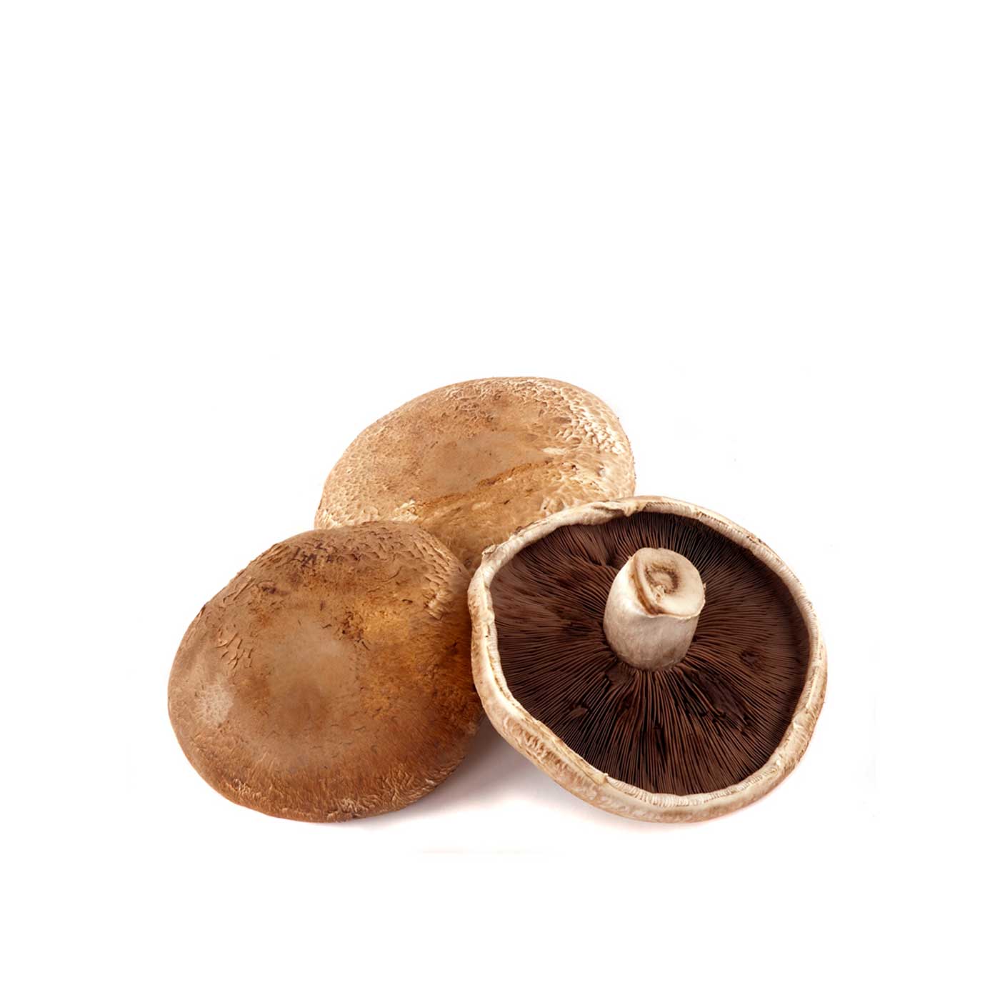 are portobello mushrooms good for dogs